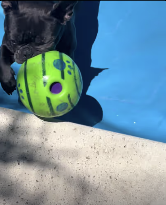 Frenchie chases Giggle Ball on Pool Cover !
